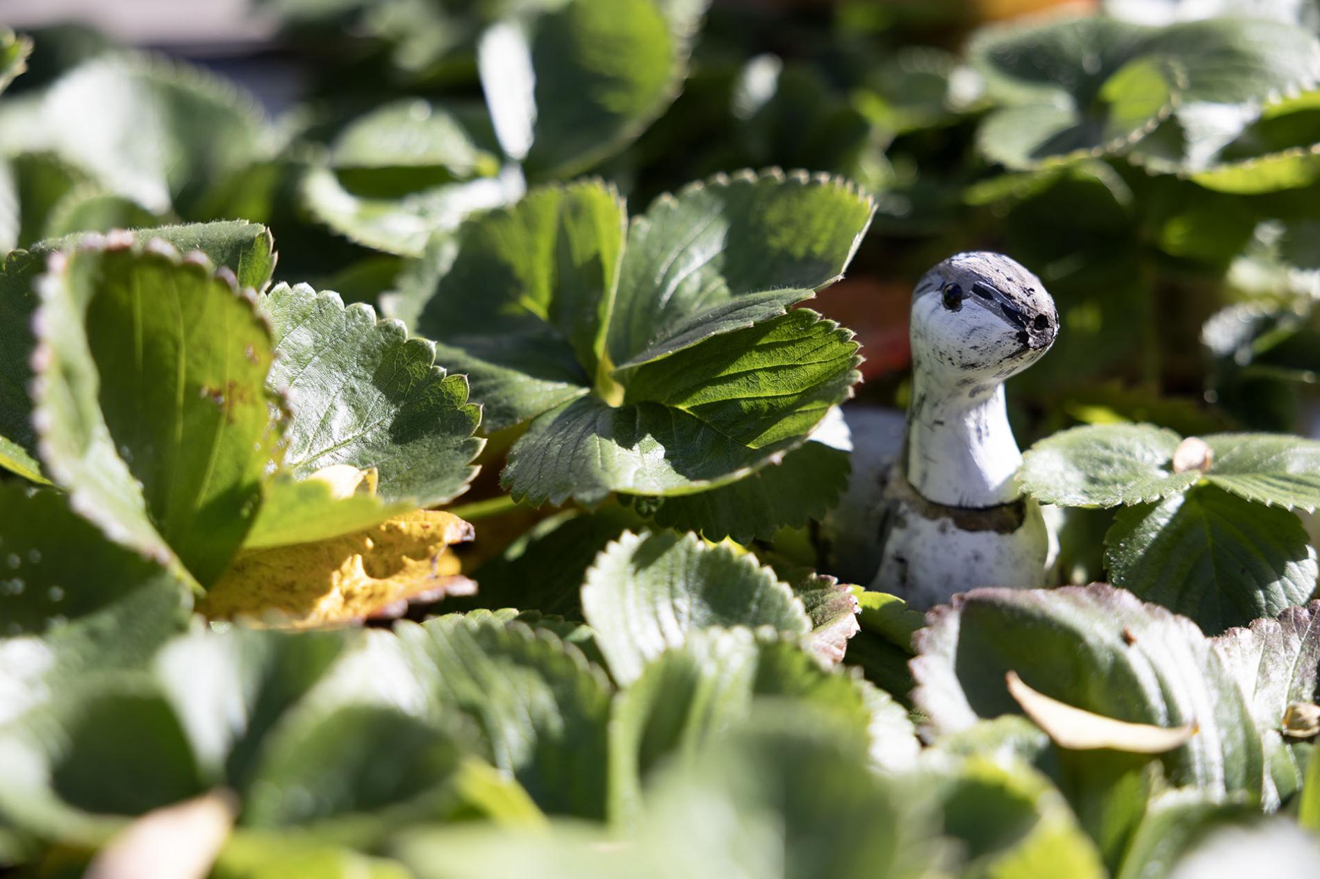 Strawberry Patch Protector