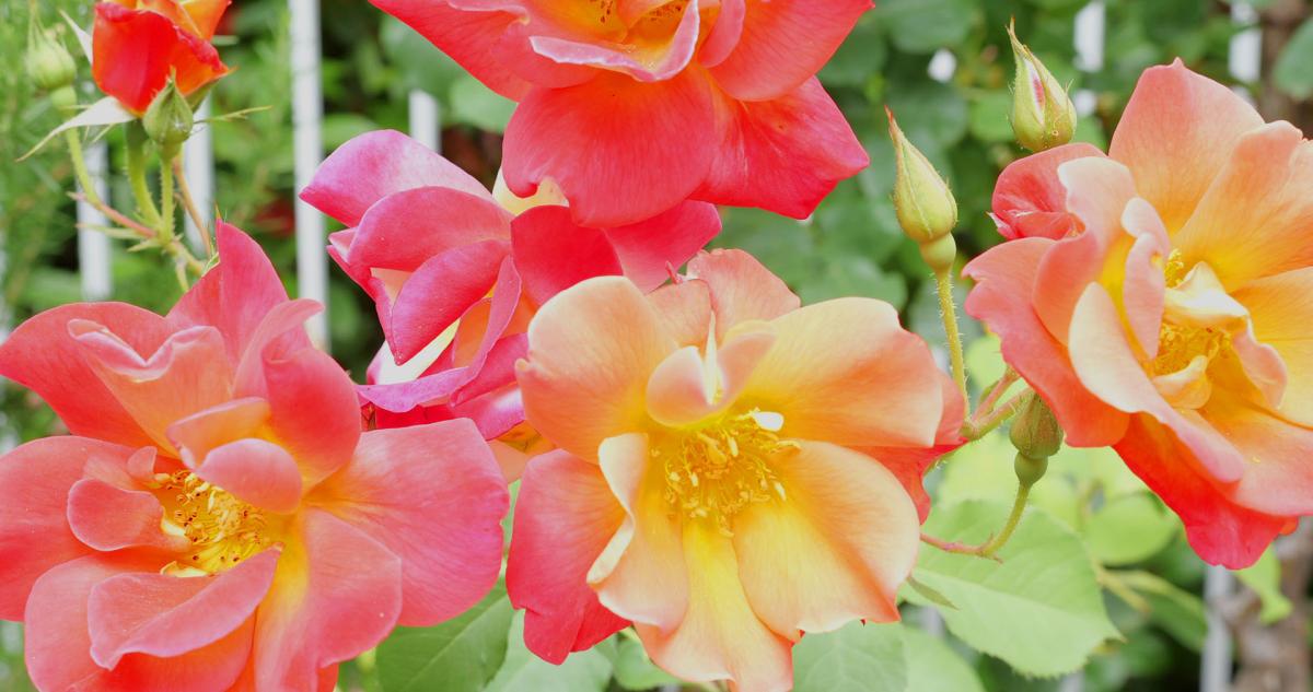 Windsong of Sonoma flowers